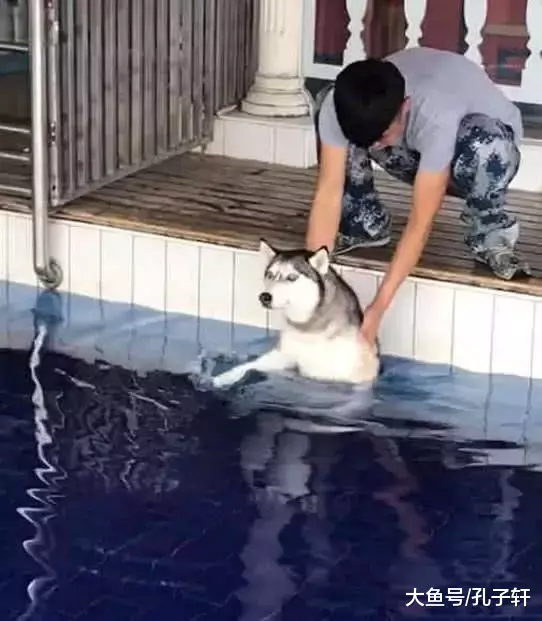 带二哈去学游泳, 半小时之后, 主人悔的恨不得抽自己两巴掌