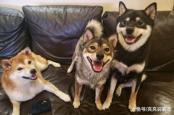 网友想给柴犬它们拍张合照，拍摄过程挺费劲，总是有乱动的