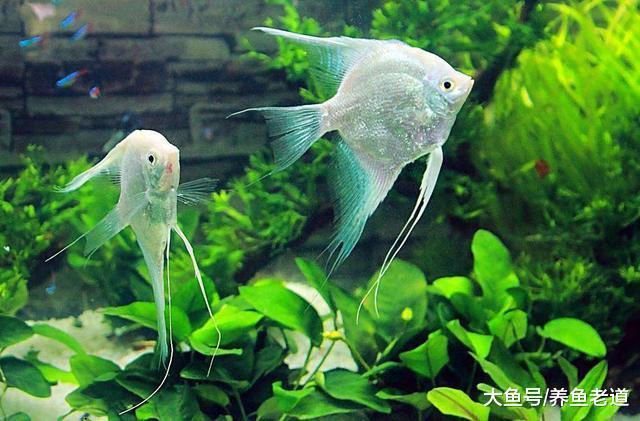 治疗观赏鱼的肠炎病, 必须浸泡结合口服方法才能见效!