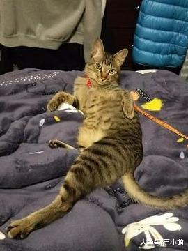 主人快来陪我睡，虎斑猫偷看主人的电影，露出长腿邀请主人陪睡