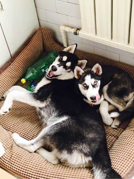 二哈疯狂拆家，送一只给奶奶养，2个月后再相见：兄弟是你吗？