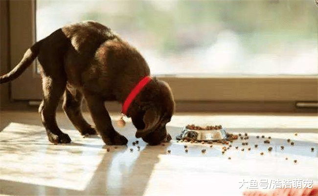 宠主不经意见会伤害狗狗, 尤其是下面5种行为, 会减少它的寿命