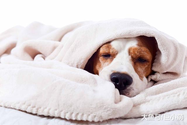 狗狗游泳时会冷吗？该注意什么？附带狗游泳的安全指南