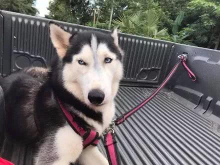 二哈第一次坐车出门超级兴奋，结果乐极生悲了！