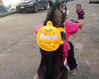 小主人带二哈去兜风, 二哈的表情亮了, 笑得路人胃抽筋