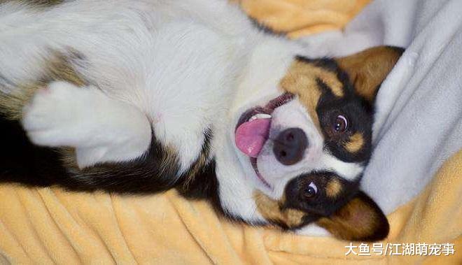 狗狗露肚皮只是信任？其实你理解错了