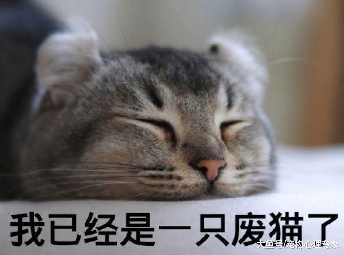 回家发现猫咪只剩猫皮，主人眉头紧皱，凑近后发现事情不简单