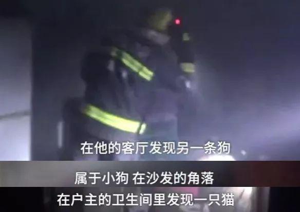 500年古树和狗先救谁? 消防员的选择是...