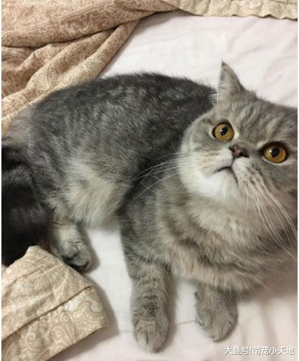曾呛带猫滚出去的阿嬷, 3年后心疼圆脸喵太瘦像猴子