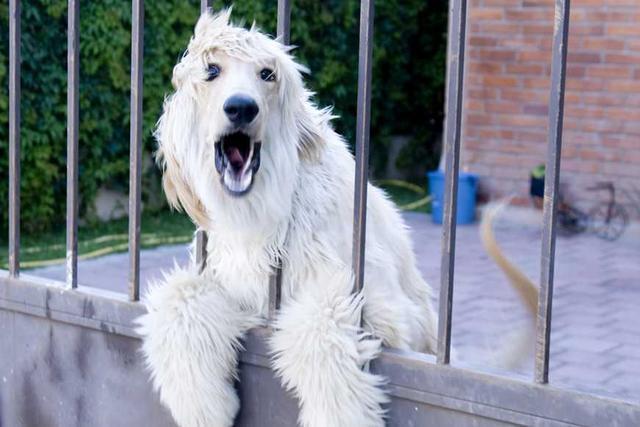 春節家里來客人，如何讓狗狗保持冷靜