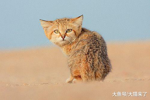 世界上最可怜的猫科动物：因长得太可爱被人类捉光，最终灭绝