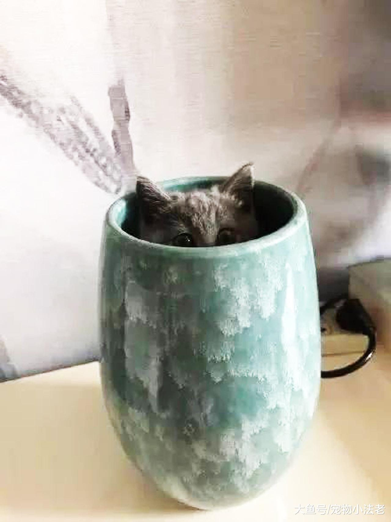 铲屎官找小猫吃饭，整整找了2小时，最后发现它时，瞬间被气哭！