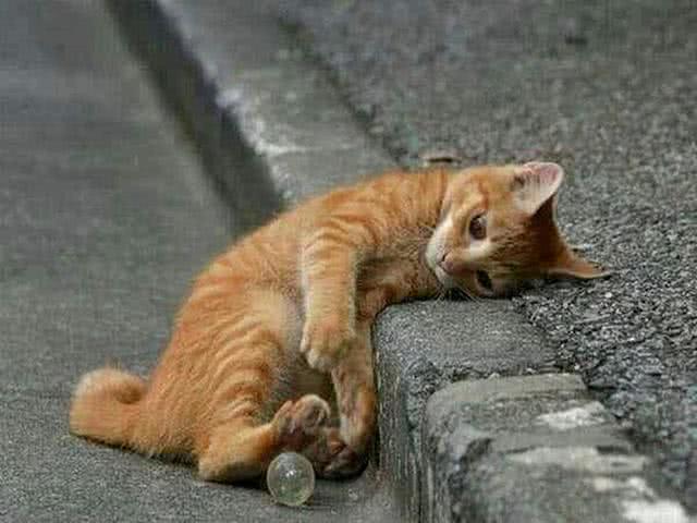 猫咪被派去感化囚徒，本以为会遭遇风险，不想众恶人都成了猫奴