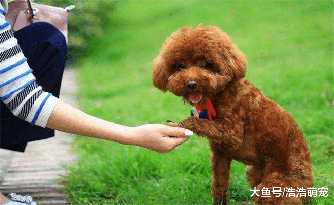 泰迪很聪明，它喜欢主人会有5种表现，你发现了吗？