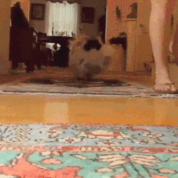 挖煤工脸可不是猫咪专属，TA还有这些小伙伴们！