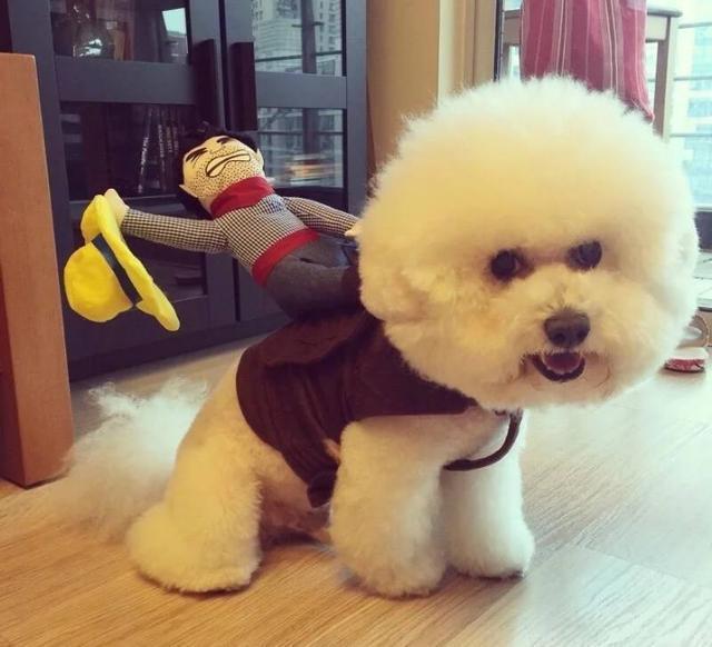 如果你正在考虑养一只“比熊犬”, 这5点你要知道!