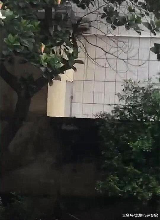 美女在院子里晨练，总觉得有双眼睛盯着自己，转头一看没站稳