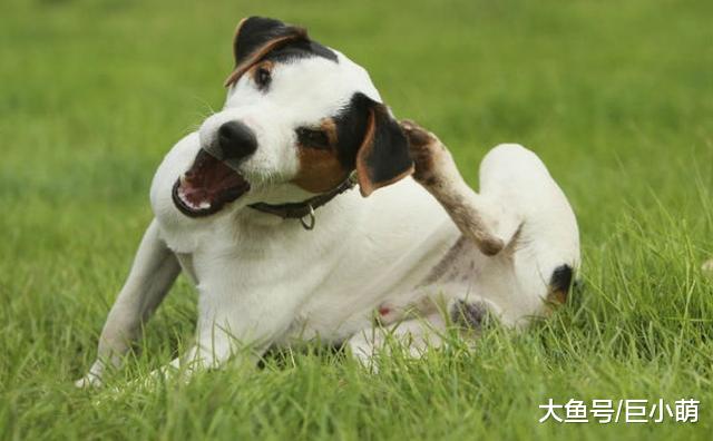 让狗狗健康度过夏天，其实很简单，注意以下4方面