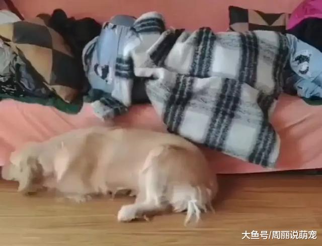 我为什么不难过，因为狗子不允许啊......