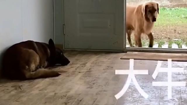 金毛和马犬，一个善智一个善武，开始了它们爆笑的“报仇”计划