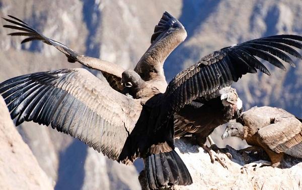 现代世界上最大的飞鸟, 世界最大猛禽排名带你了解天空霸主