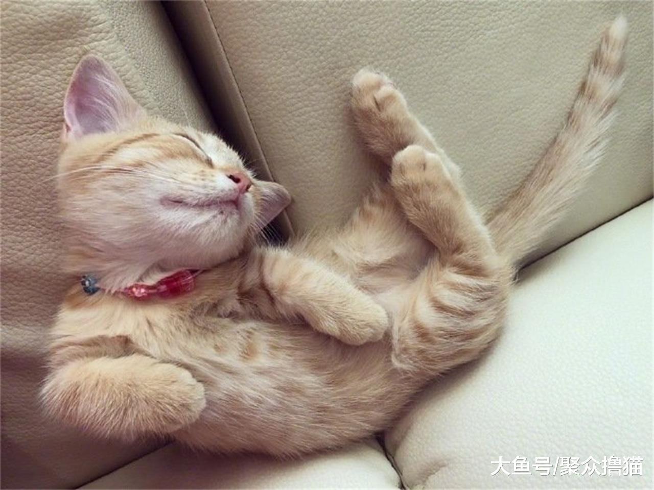 猫咪嘴巴臭是咋回事，解决这四点问题，轻松应对，分享给家人吧