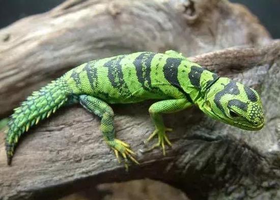 世界上，漂亮的5种蜥蜴，你最喜欢哪种呢？