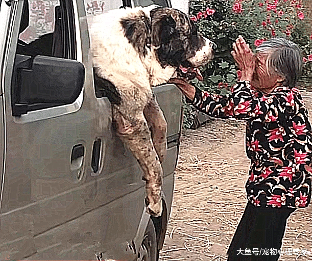 狗狗自小给奶奶养，长大后却要被接走，分离场面让人鼻头发酸