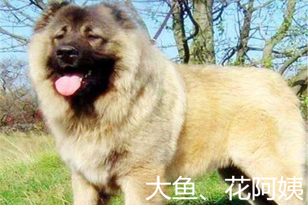 养大型犬，就狗粮方面，大家还得多学学北欧那里！！！