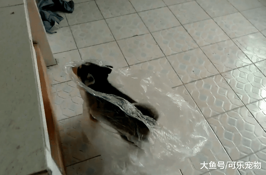 哈士奇将乌龟叼回窝，把乌龟壳当磨牙棒，乌龟：这啥情况啊？