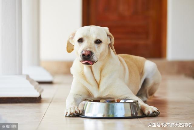 为什么有些人养狗却不让狗进屋呢？下面5点原因，你认可吗？