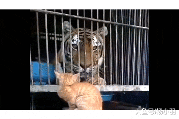 小拉布拉多惬意地躺“皮草垫”上，网友看清后竖起大拇指“真牛”