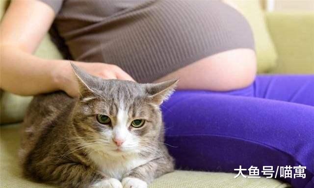 怀孕不能养猫？此谣言不破不行，否则多少猫咪将被弃养？