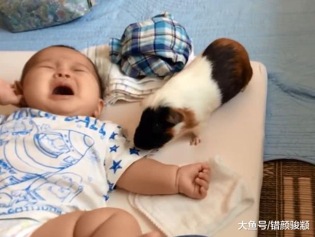 宝宝哭了没人管，荷兰猪忙跑来安慰，还责备主人：怎么当爹妈的？