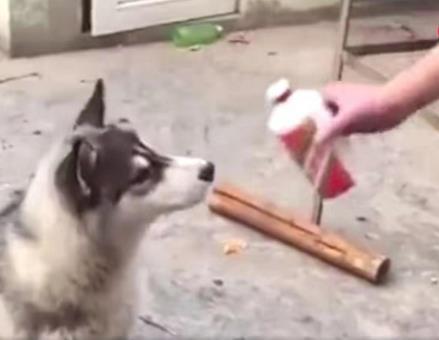 主人给二哈灌“茅台”，看到狗子喝醉的样子，网友：胆子更大了！