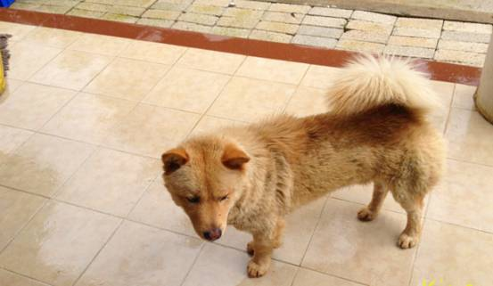 土狗为何遭人嫌弃？以前的土狗多辉煌大家都知道吗？