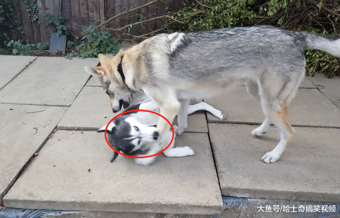 二哈跟狼犬一起生活后，結果一點脾氣都沒了，汪：給點面子