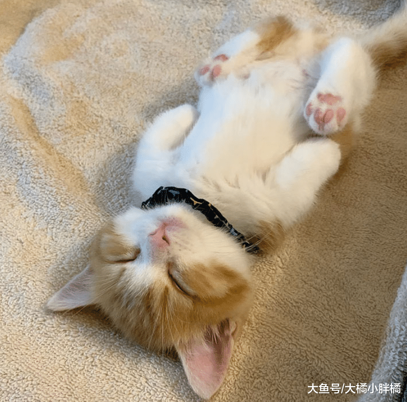 小猫睡觉姿势萌翻众人，仰面朝天睡得特香，一看就是铲屎官带大的