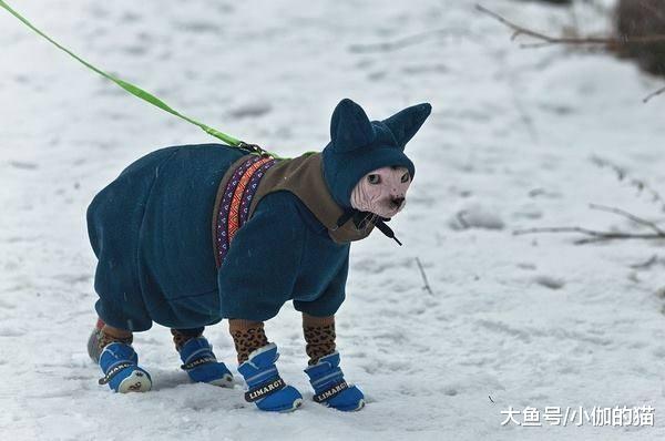 辟谣：毛茸茸的猫咪在夏天喜欢开空调？猫：原来你不懂我