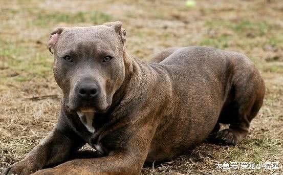 世界各大黑帮狗狗, 德牧在内, 最后一种太霸气!