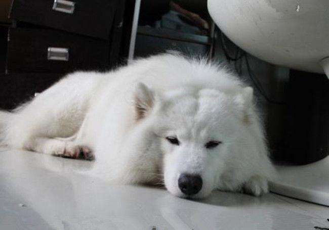 网友看到院边有个白绒绒的球, 走近一看, 网友: 你给我等着