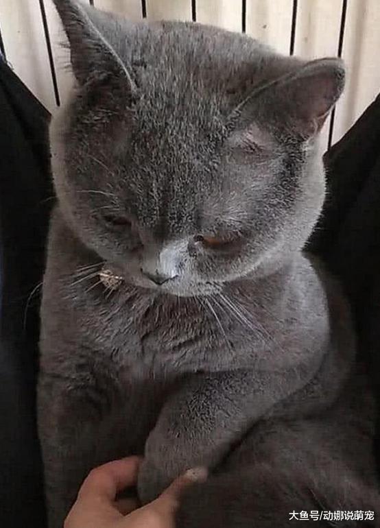 女主骗蓝猫做绝育，做完后拉着它的手道歉，蓝猫直接泪崩了