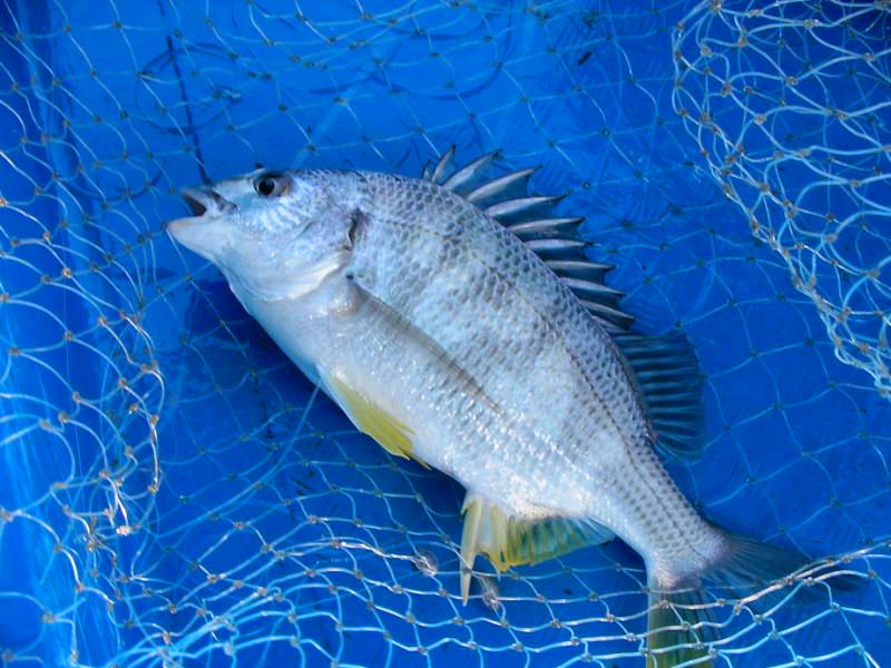 想钓黄脚腊？那就先了解它的习性吧！