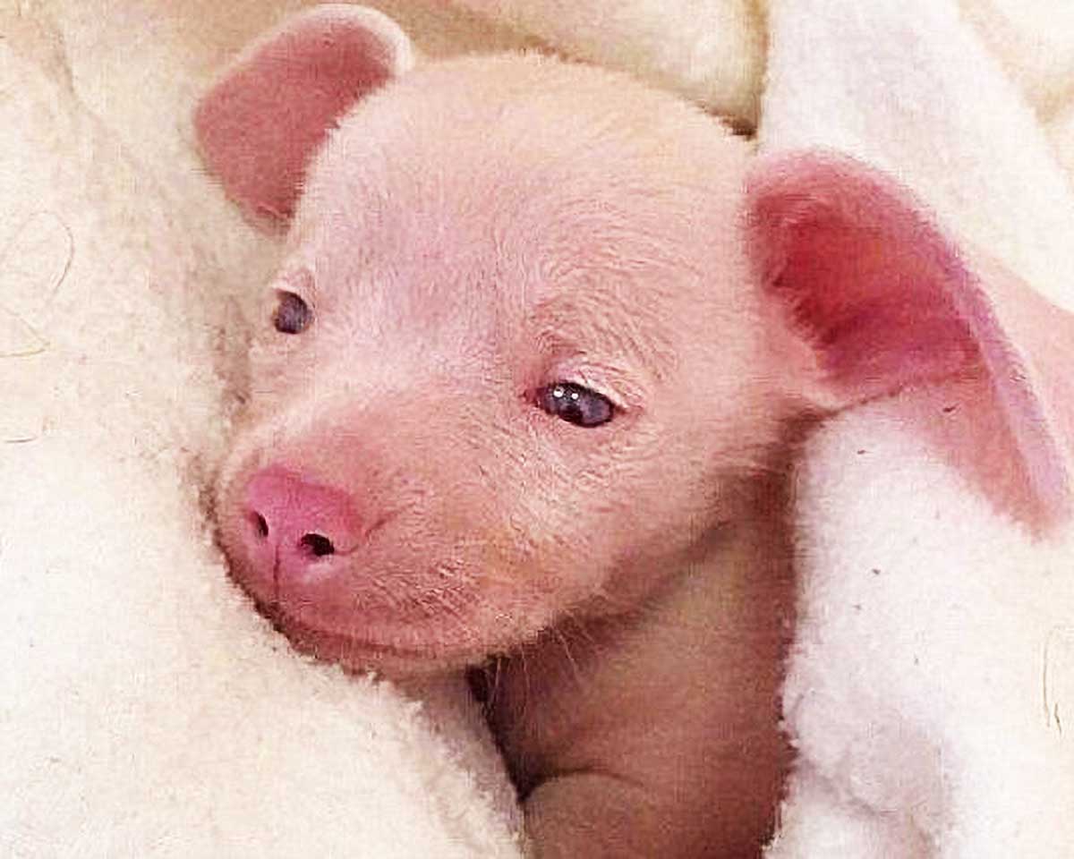 小狗因长得像猪，被人丢弃，众人不但不同情，竟还拿它长相开玩笑