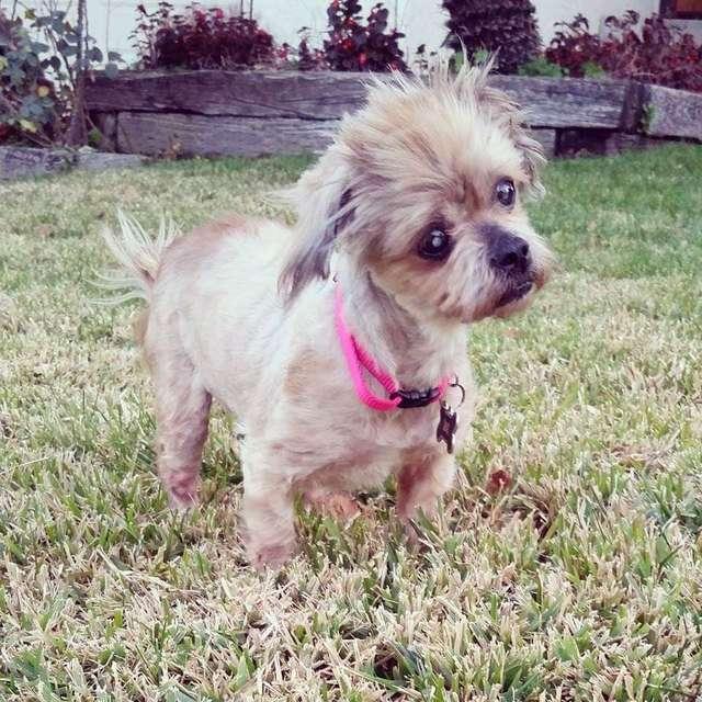 老年西施犬患上白內障，被收容機構判定應該安樂死，幸得義工拯救