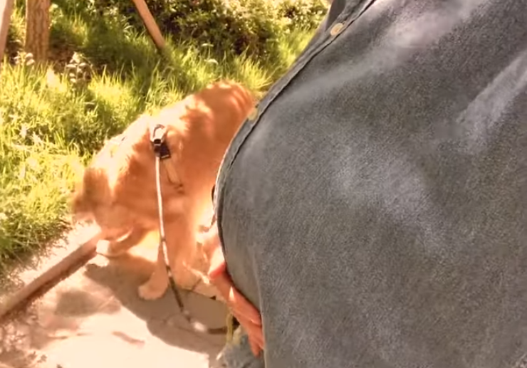 怀孕了不能养狗，会感染弓形虫？狗子：这个锅我不背