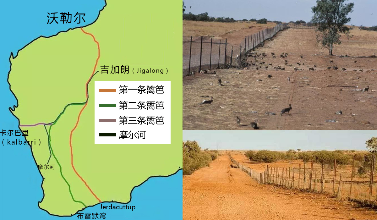 为什么野兔、猫能在澳洲泛滥成灾？它们是如何发展起来的？