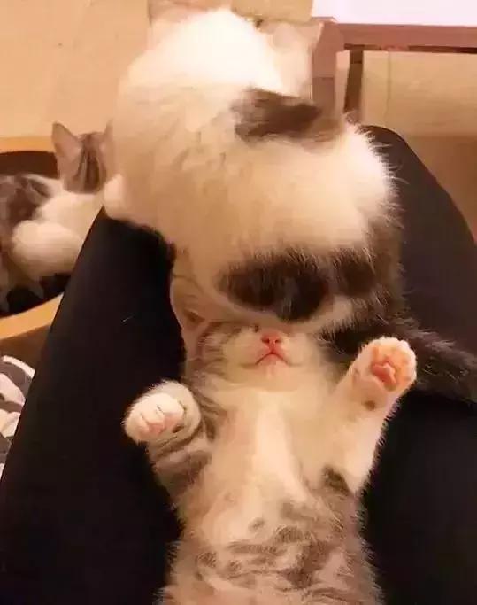 猫喜欢坐在人脸上，狗喜欢坐在猫身上，这是为什么呢？