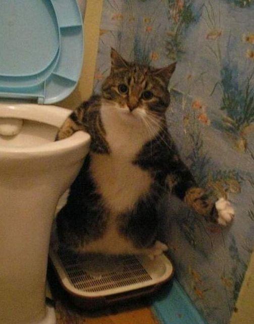 猫咪站着上厕所: 图1人类附身, 图3骨骼清奇, 网友: 都是神仙猫