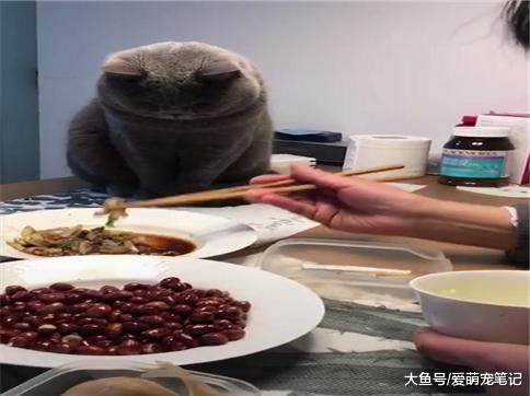 姥姥带猫第一天, 只给看不给吃, 蓝猫最后的死亡凝视简直太到位了
